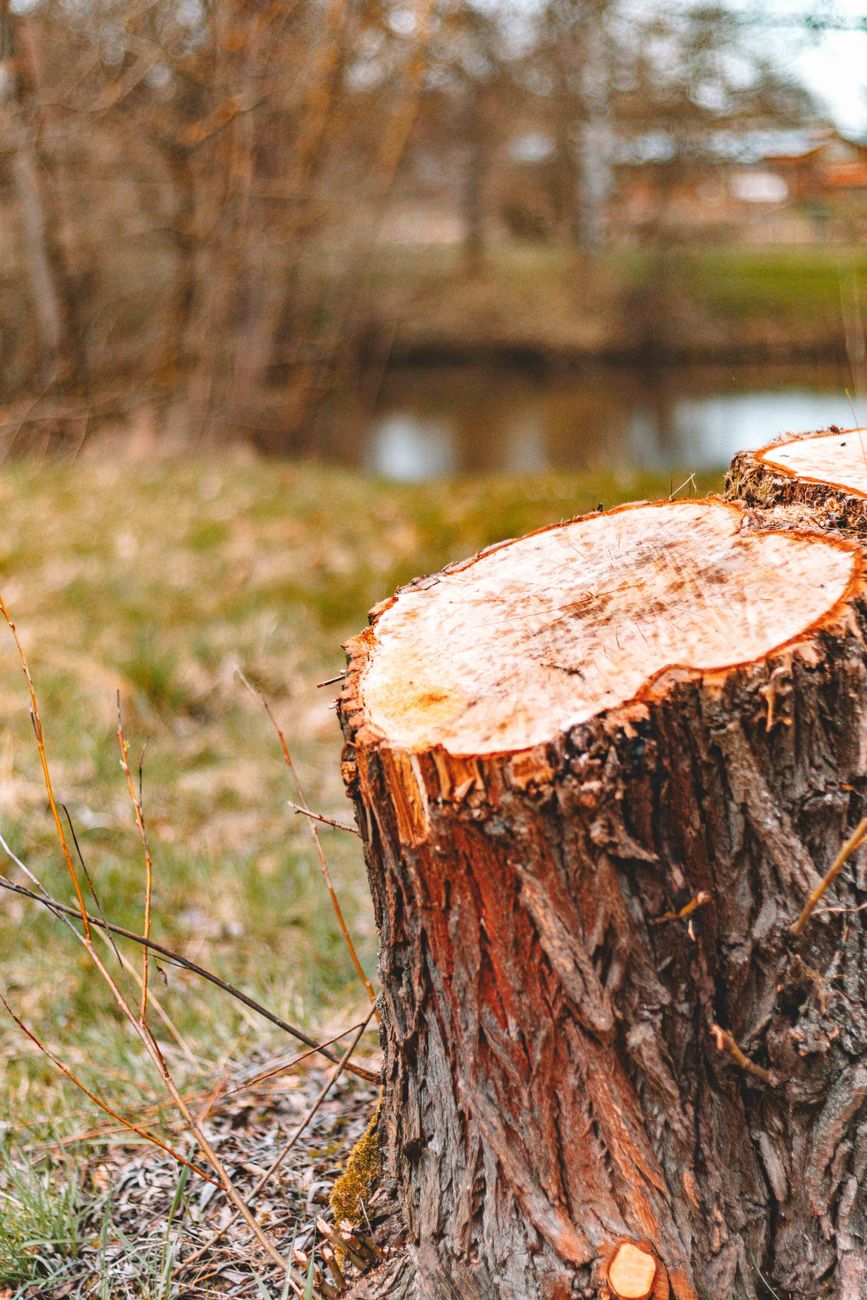 After: Tree removal in Portsmouth