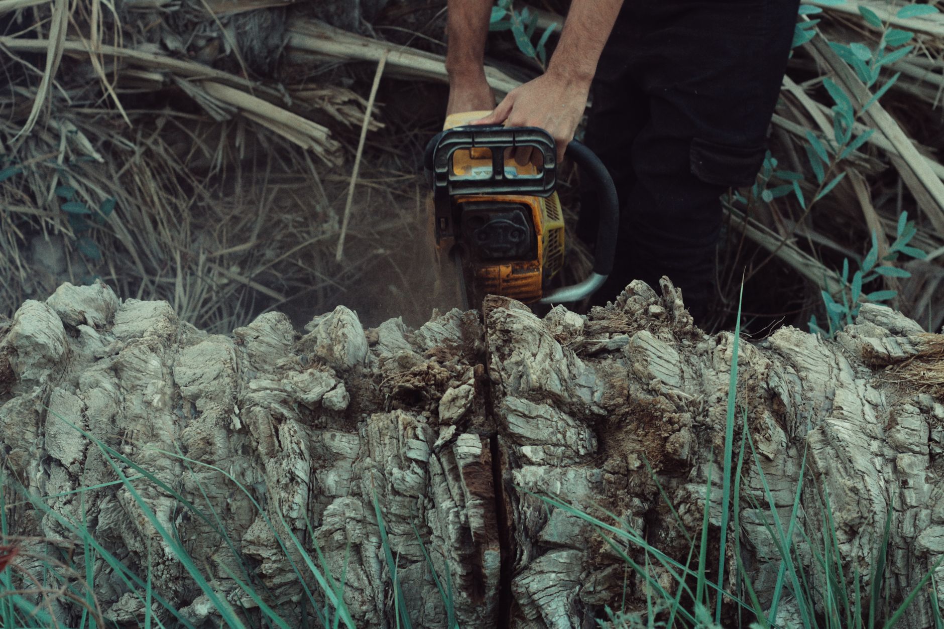 Tree care professional at work
